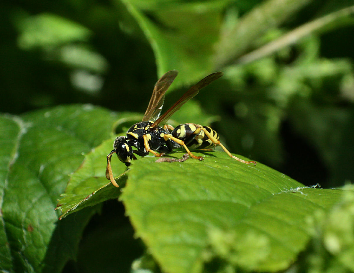 Polistes dominulus ?
